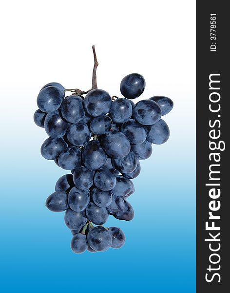 A bunch of black grapes on blue background. A bunch of black grapes on blue background