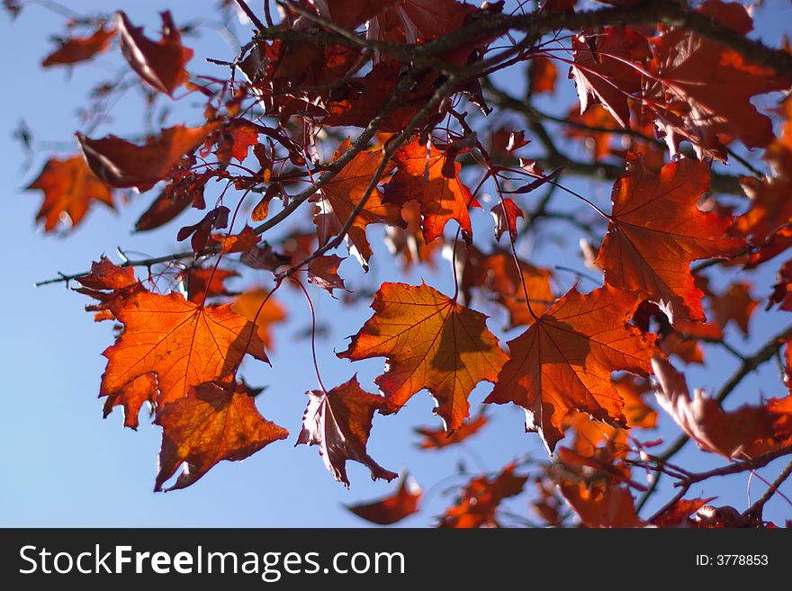 Background with many red  and orange maple leafs and seeds in sun light, horizontal. Background with many red  and orange maple leafs and seeds in sun light, horizontal
