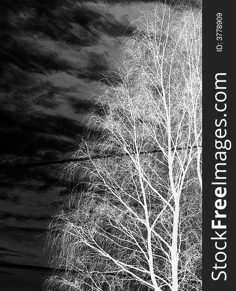 Beautiful winter scene with bare tree and sky