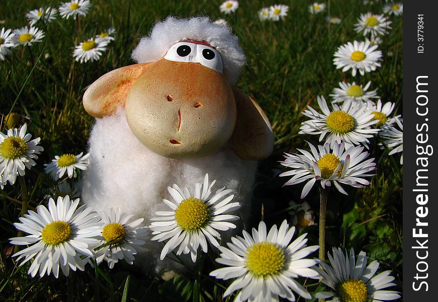 Loving sheep sitting surrounded by daisies