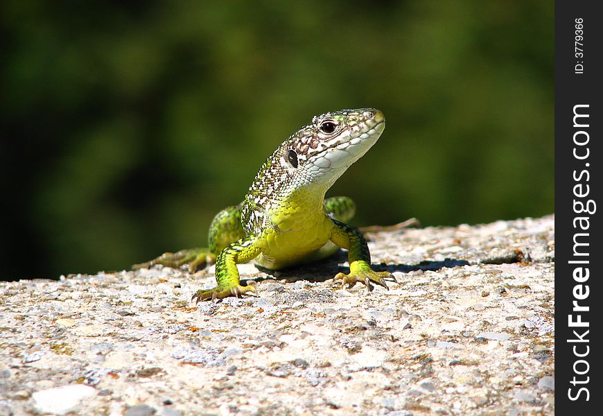 Green lizard waiting on a wall