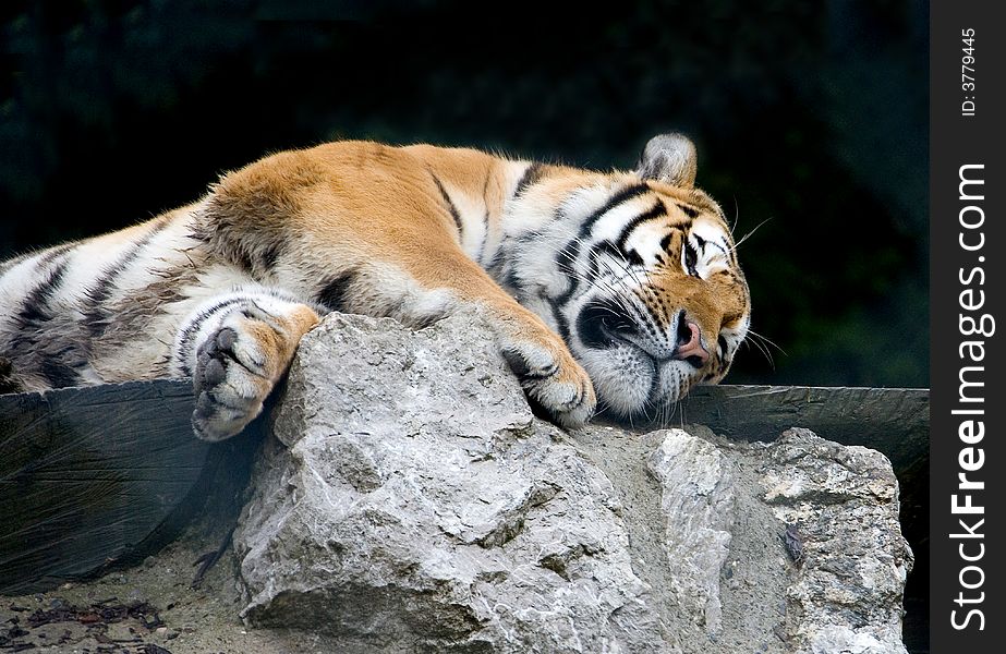 Portrait of Amur Tiger at rest. Portrait of Amur Tiger at rest