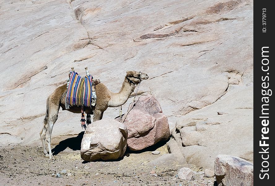 Bedouin camel at Sinai desert