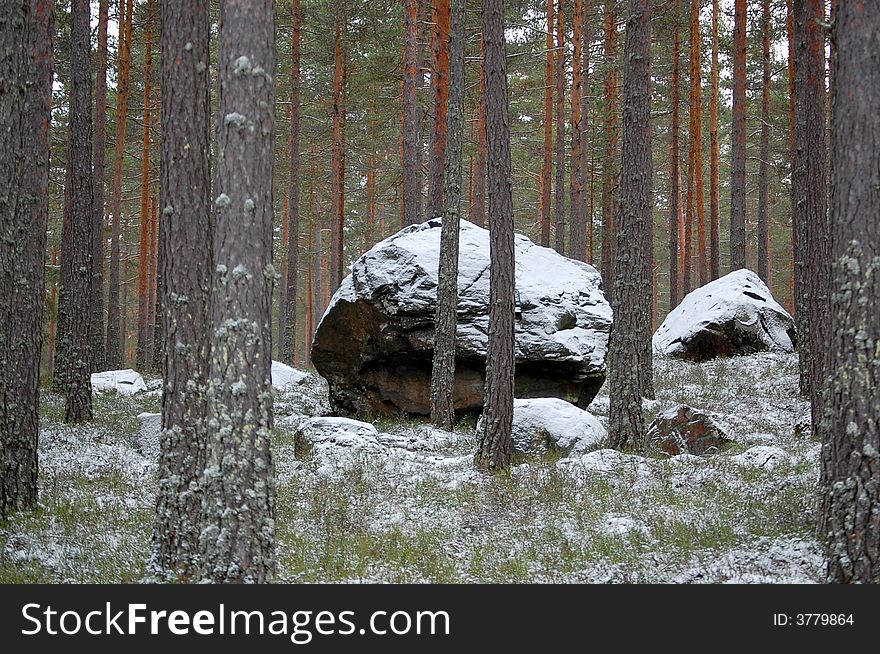 Big stone in forest with scattered pine trees, all decorated with powder snow. Big stone in forest with scattered pine trees, all decorated with powder snow.