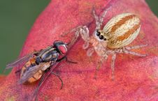 Jumping Spider Eyeing Fly Royalty Free Stock Images