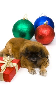 Holiday Dog Royalty Free Stock Photography Holiday Dog Royalty Free Stock Photography