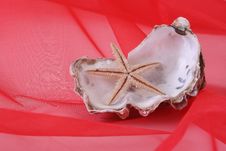 Two Shells Royalty Free Stock Photos Two Shells Royalty Free Stock Photos