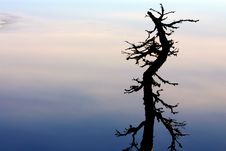 Solitary Snag Royalty Free Stock Photos Solitary Snag Royalty Free Stock Photos