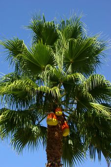 Candy Corn Palm Tree Royalty Free Stock Photography Candy Corn Palm Tree Royalty Free Stock Photography