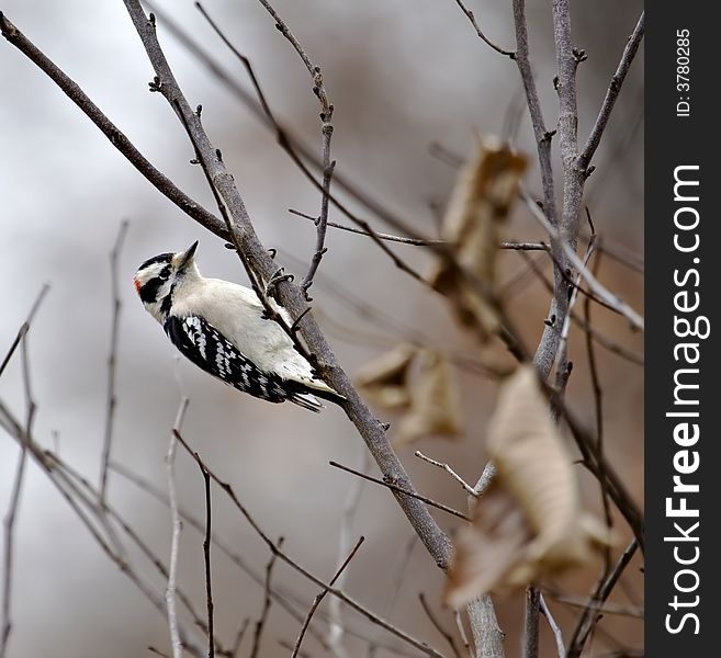 Downy woodpecker clinging to a tree branch