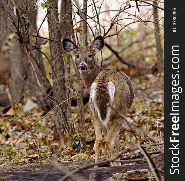 Female white-tailed deer standing in the woods. Female white-tailed deer standing in the woods