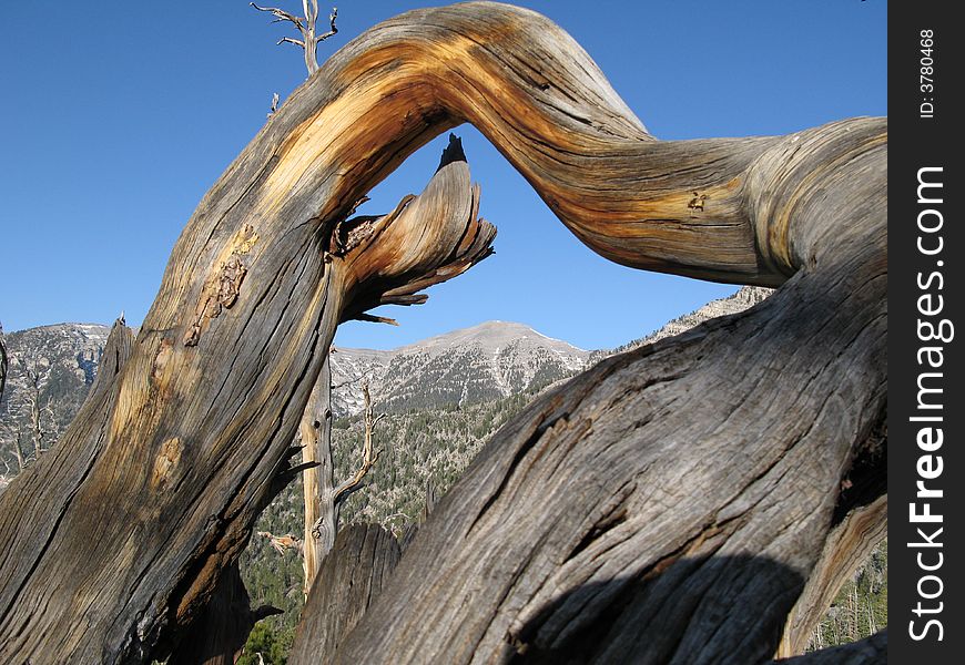 Old Bristlecone pine tree with Mt Charleston in background.
