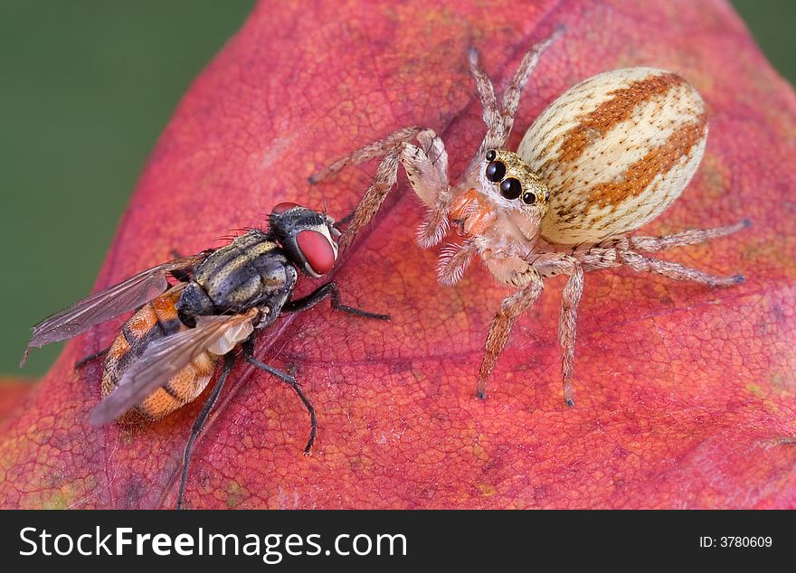 A jumping spider is eyeing a fly. A jumping spider is eyeing a fly.