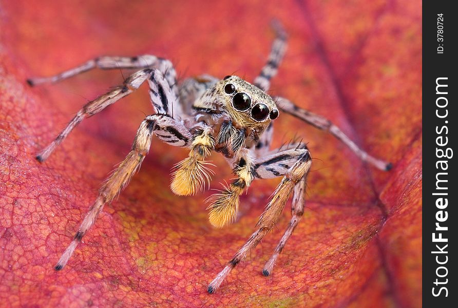 A tiny jumping spider is sitting on a fall leaf. A tiny jumping spider is sitting on a fall leaf.