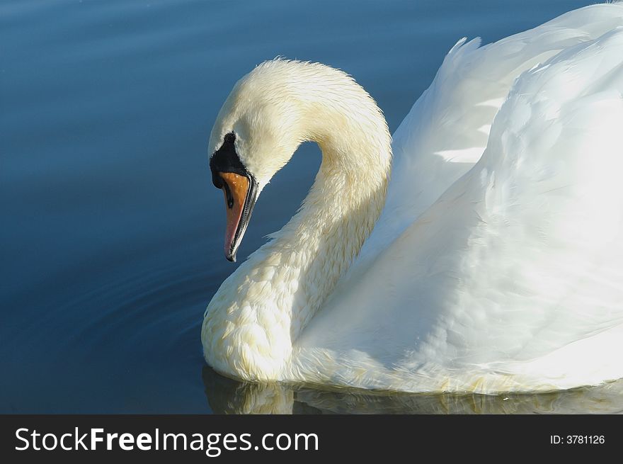 Beautiful white swan on water. Beautiful white swan on water