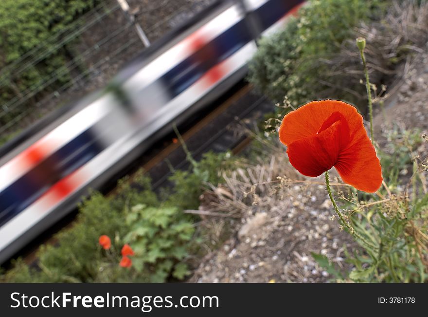 Poppy looking the train passing