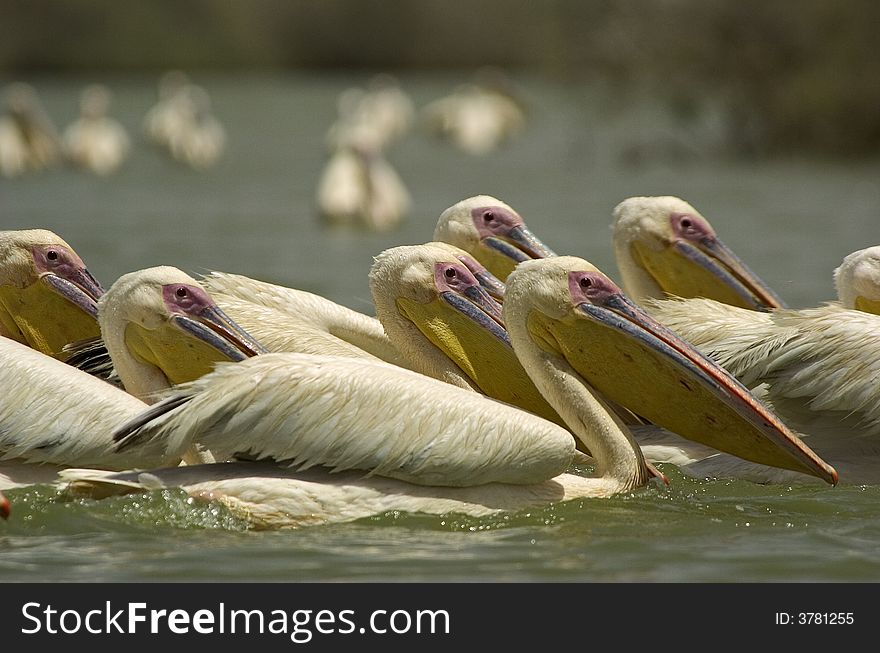 Some pelicans on a lake in senegal