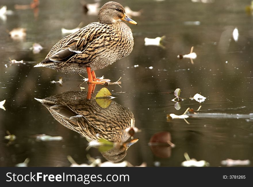 Young duck on a glaced lake. Young duck on a glaced lake