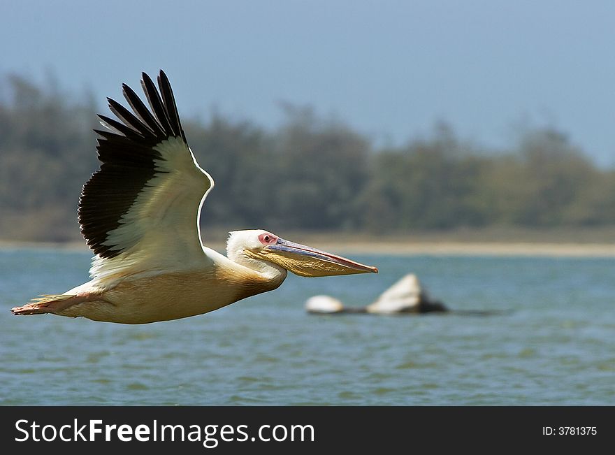 A pelican fliying alone on a river