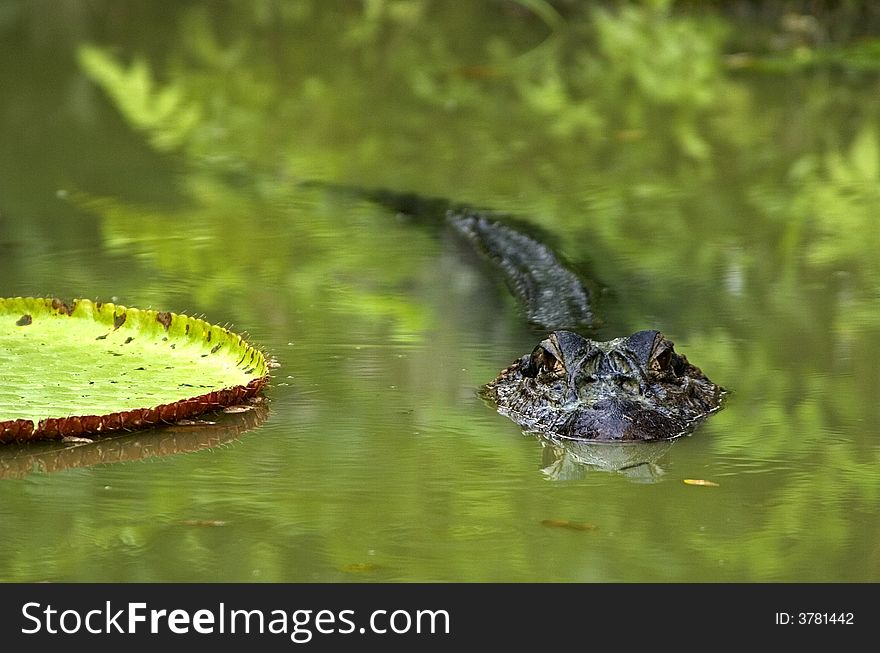 Crocodile in the amazon river