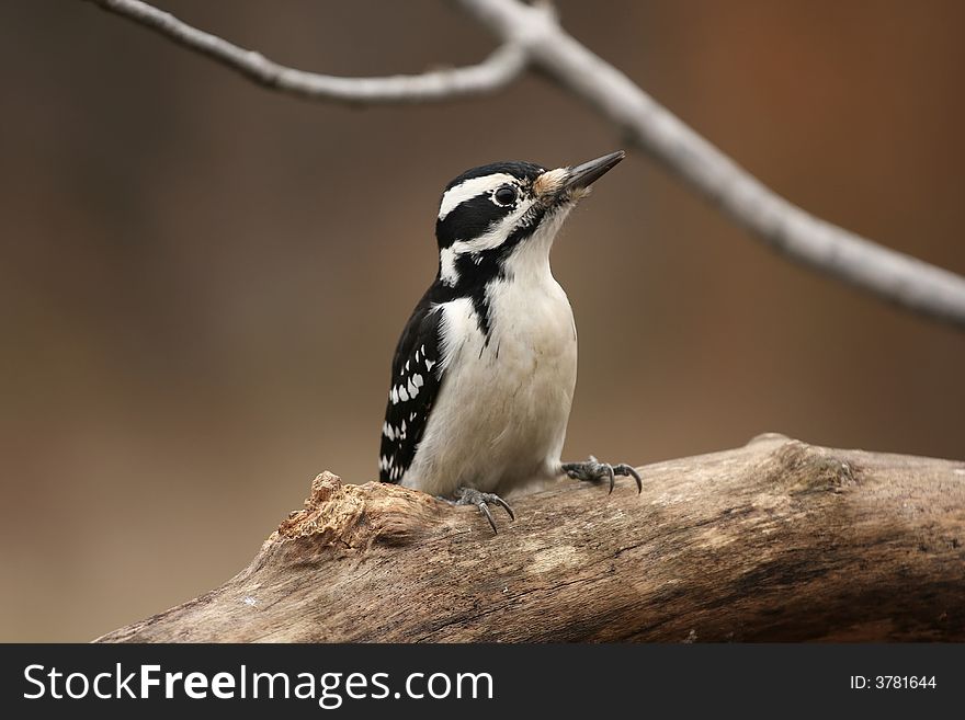 Perched on a branch near my feeder. Perched on a branch near my feeder.