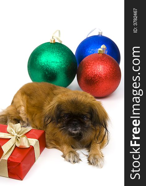 Dog isolated on a white with holiday decoration. Dog isolated on a white with holiday decoration