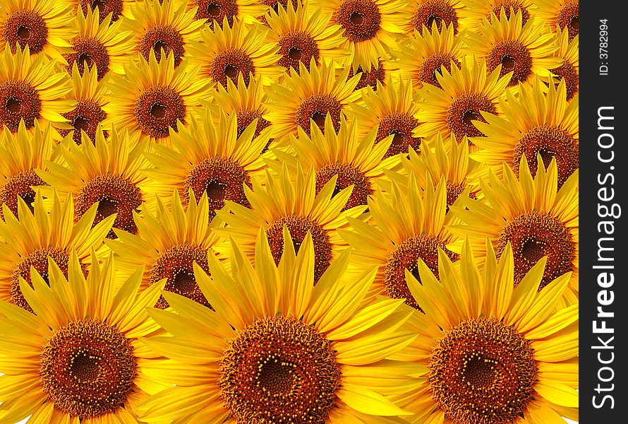 A Several yellow sunflower composition. A Several yellow sunflower composition