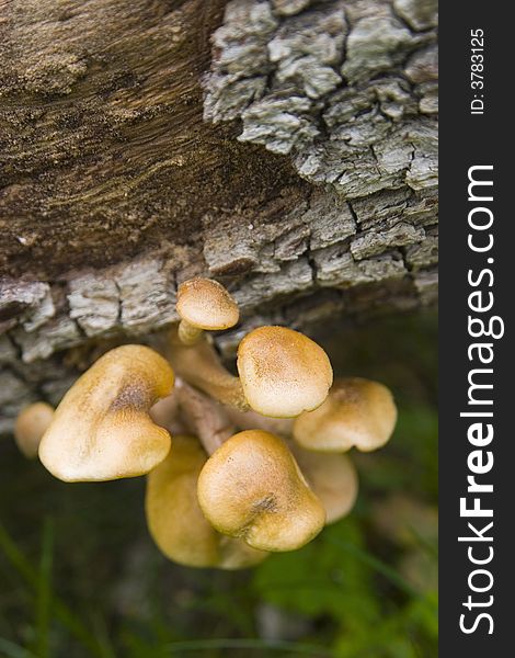 A closeup of a small cluster of honey fungus, growing from a tree trunk. A closeup of a small cluster of honey fungus, growing from a tree trunk.