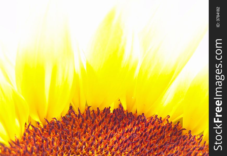 Beautiful macro close-up view of vibrant sunflower details (This photo was taken using interesting Zoom Burst technique, which achieves by zooming while the shutter is open with a relatively slow shutter speed. The low light entering through the smaller aperture produces the desired effect of the image.). Beautiful macro close-up view of vibrant sunflower details (This photo was taken using interesting Zoom Burst technique, which achieves by zooming while the shutter is open with a relatively slow shutter speed. The low light entering through the smaller aperture produces the desired effect of the image.)