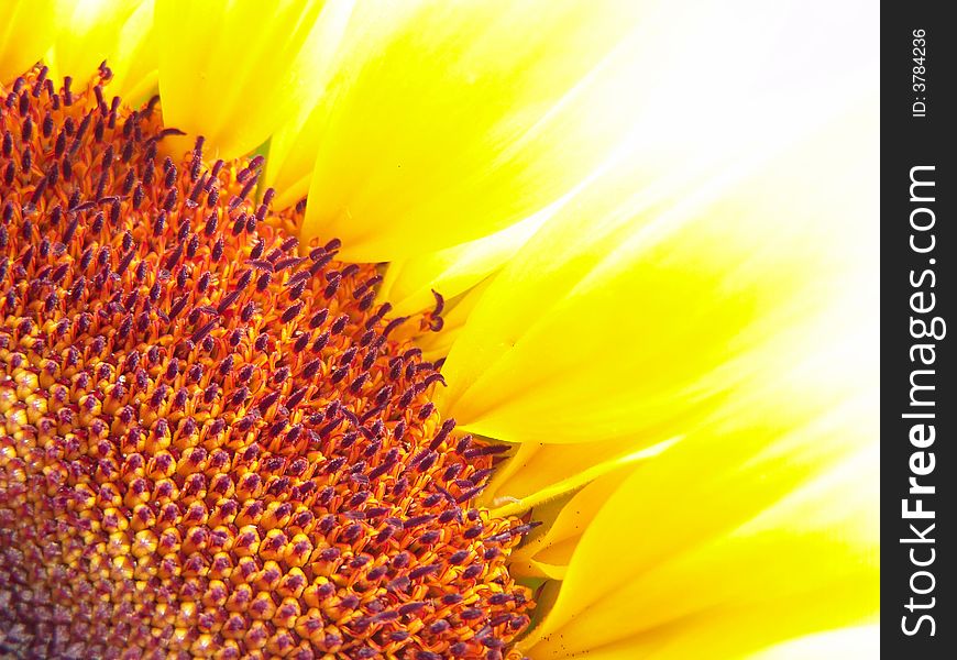 Beautiful Sunflower Flower Head