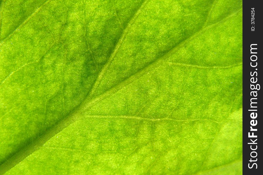 Texture of a green leaf in the sunlight. Texture of a green leaf in the sunlight