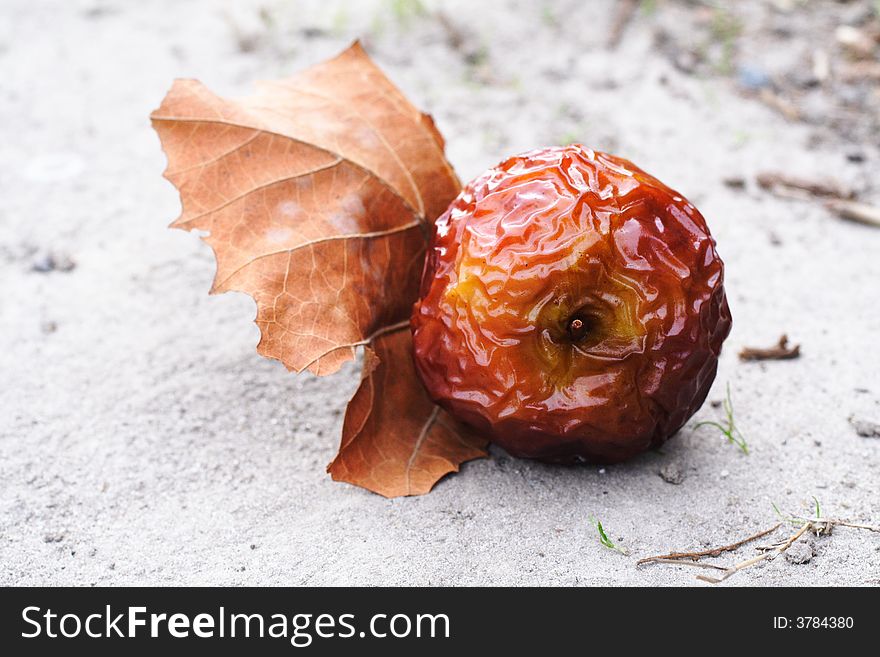 Close up shot of a wrinkled red apple. Close up shot of a wrinkled red apple