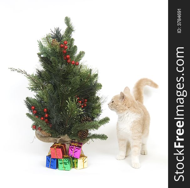 A yellow kitten investigates a small Christmas tree on white background. A yellow kitten investigates a small Christmas tree on white background