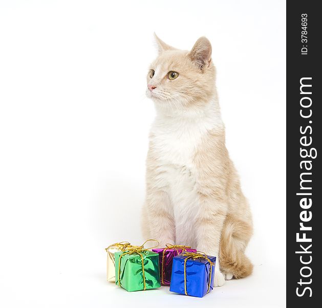 A yellow kitten sits next to a pile of miniature presents on white background. A yellow kitten sits next to a pile of miniature presents on white background