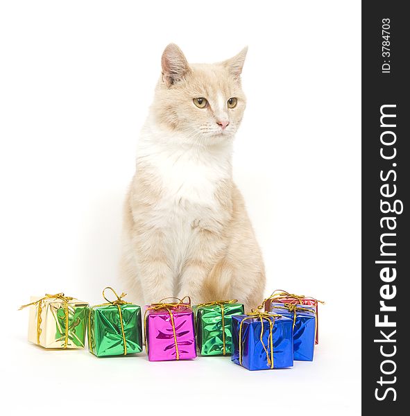 A yellow kitten sits next to a pile of miniature presents on white background. A yellow kitten sits next to a pile of miniature presents on white background