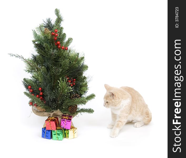 A yellow kitten investigates a small Christmas tree on white background. A yellow kitten investigates a small Christmas tree on white background