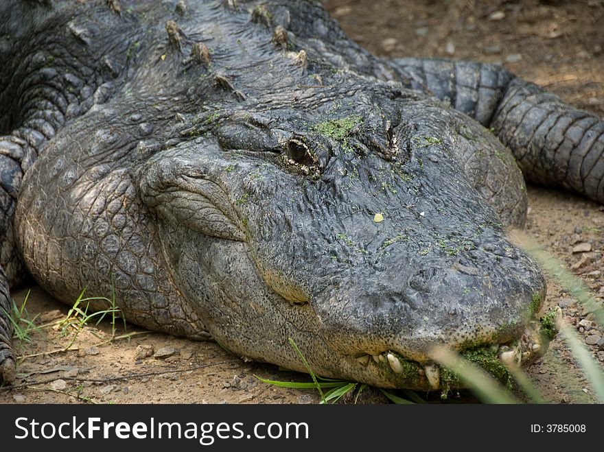 Closeup of an alligator with a big fat head. Closeup of an alligator with a big fat head.