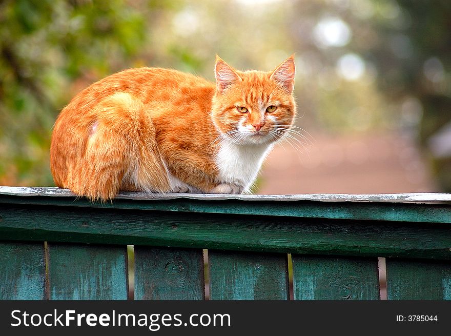 Cat sitting on the fence. Cat sitting on the fence