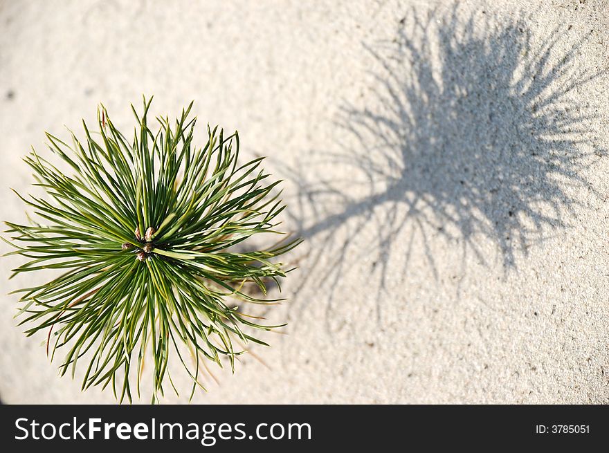 Small pine with it's shadow. Small pine with it's shadow