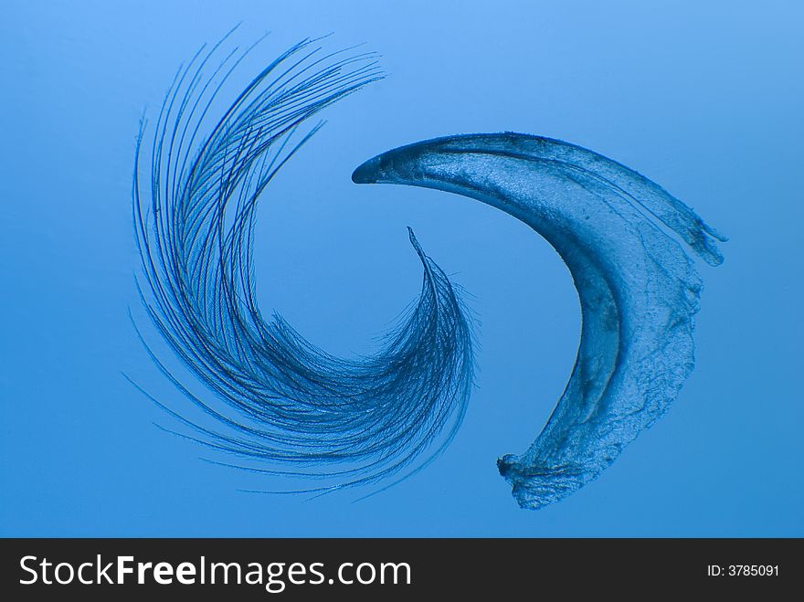 Small feather and cat`s nail isolated on blue placed in spinning-like manner. Small feather and cat`s nail isolated on blue placed in spinning-like manner