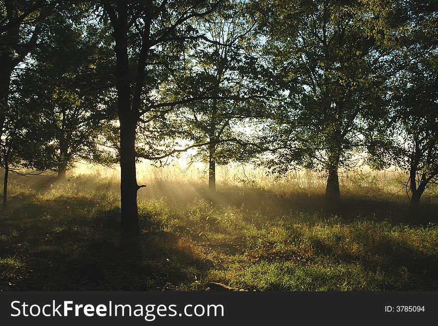 Sunlight filters through the fog and shines between trees during a pleasant fall morning. Sunlight filters through the fog and shines between trees during a pleasant fall morning.