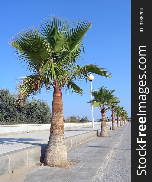 Line of palm trees near a sidewalk with a clear blue sky for background.
