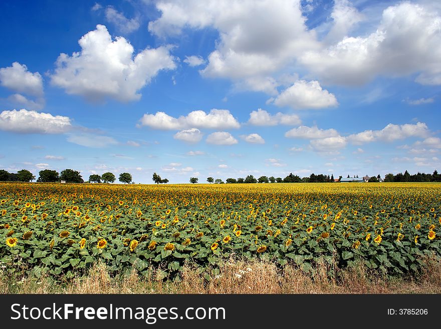 Sunflowers field in the centre of France. Sunflowers field in the centre of France