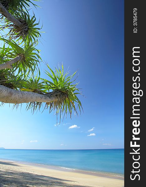 View of nice empty sandy beach with fragment of a mangrove tree