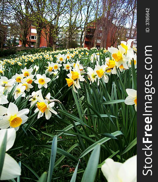 daffodils in the park on a spring day. daffodils in the park on a spring day