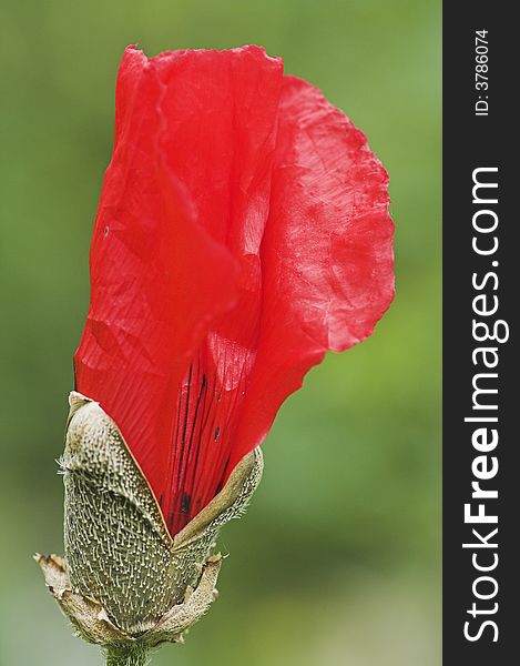 Closeup of a poppy seed blossom