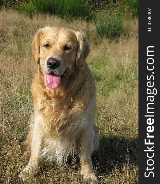 Beautiful Golden Retriever