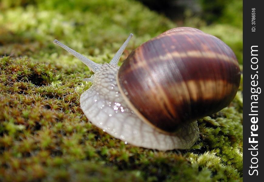 Grape snail on the green moss