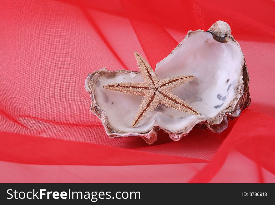 Two shells on red background.