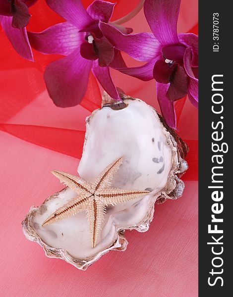 Shells with orchid on red background. Shells with orchid on red background.